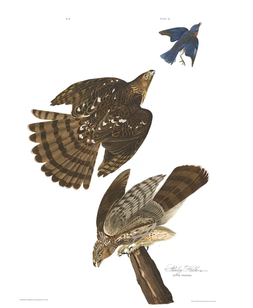 The whole sheet of plate 36, with its engraved caption
