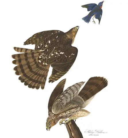 Plate 36 of Audubon's The Birds of America: Cooper's Hawk (Astur cooperii)