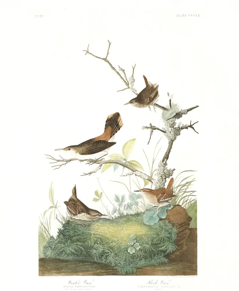 The whole sheet of plate 360, with its engraved caption