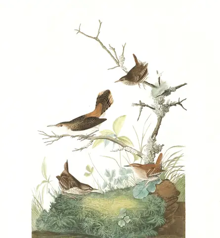 Plate 360 of Audubon's The Birds of America: Winter Wren (Troglodytes hiemalis) and Rock Wren (Salpinctes obsoletus)