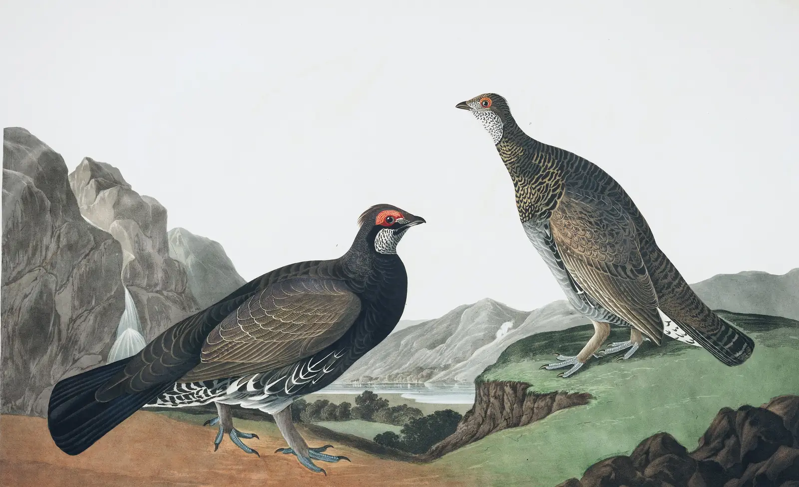 Plate 361 of Audubon's The Birds of America: Dusky Grouse (Dendragapus obscurus)