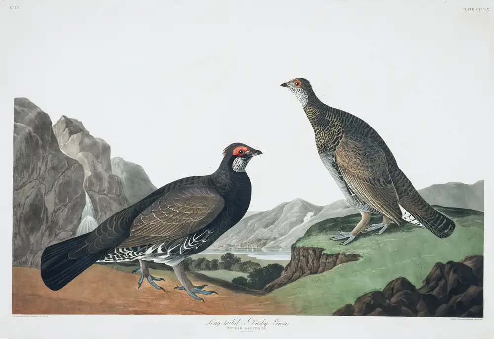 The whole sheet of plate 361, with its engraved caption