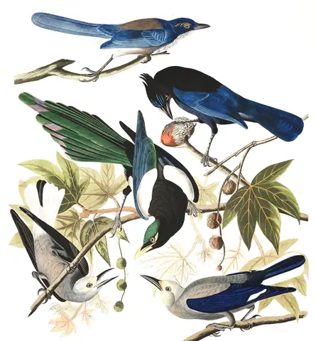 Plate 362 of Audubon's The Birds of America: Yellow-billed Magpie (Pica nuttalli), Steller's Jay (Cyanocitta stelleri), California Scrub-Jay (Aphelocoma californica) and Clark's Nutcracker (Nucifraga columbiana)
