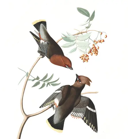 Plate 363 of Audubon's The Birds of America: Bohemian Waxwing (Bombycilla garrulus)