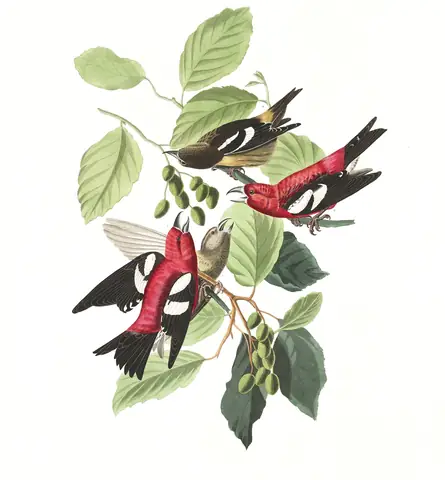 Plate 364 of Audubon's The Birds of America: White-winged Crossbill (Loxia leucoptera)