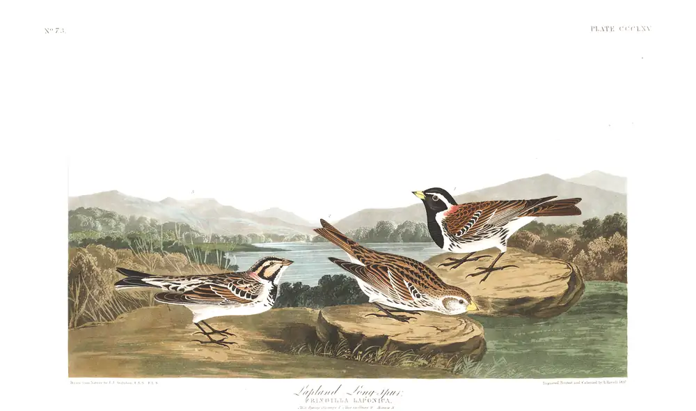 The whole sheet of plate 365, with its engraved caption