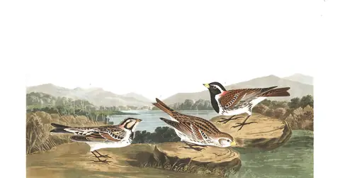 Plate 365 of Audubon's The Birds of America: Lapland Longspur (Calcarius lapponicus)
