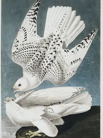 Plate 366 of Audubon's The Birds of America: Gyrfalcon (Falco rusticolus)