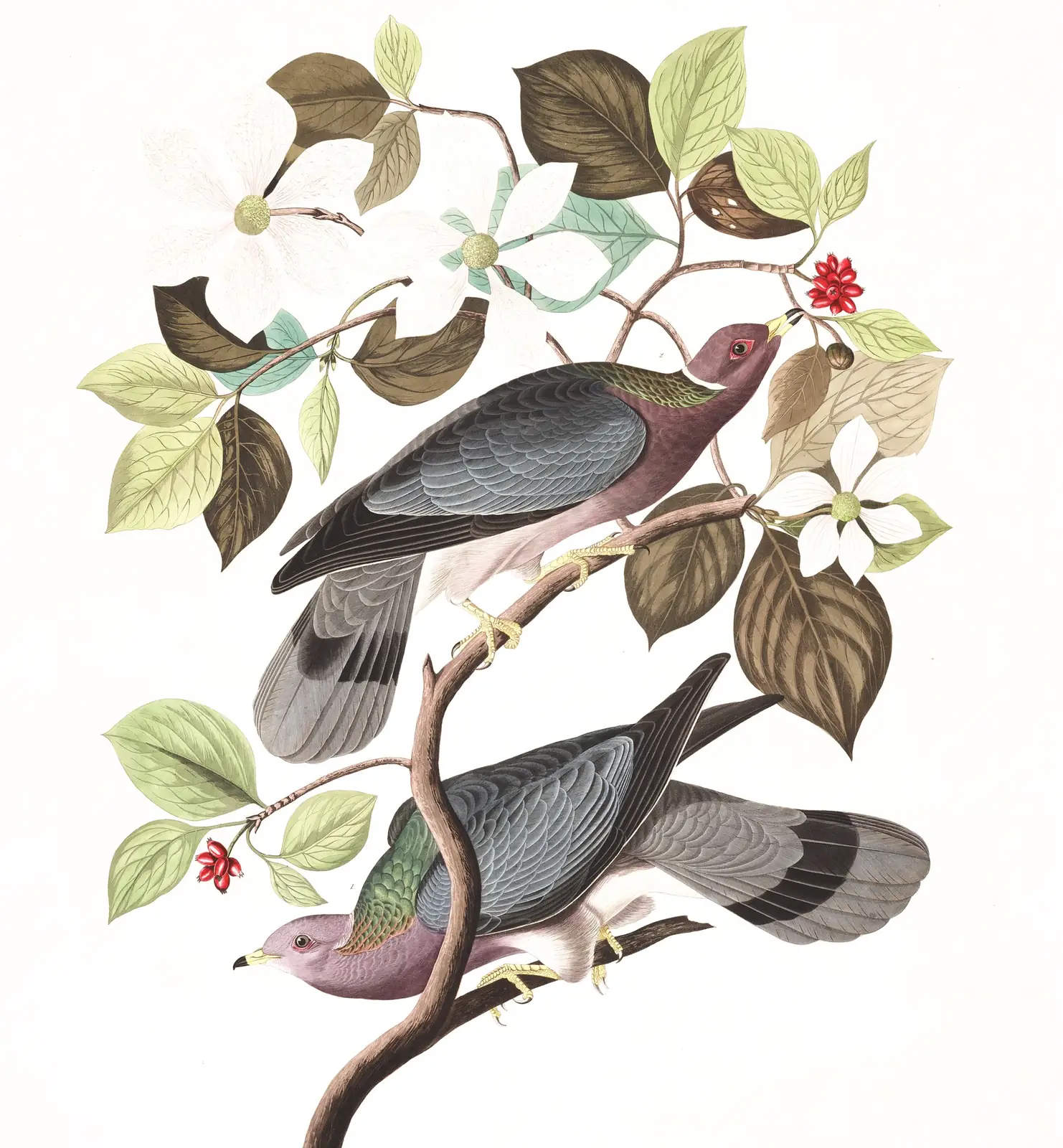 Plate 367 of Audubon's The Birds of America: Band-tailed Pigeon (Patagioenas fasciata)