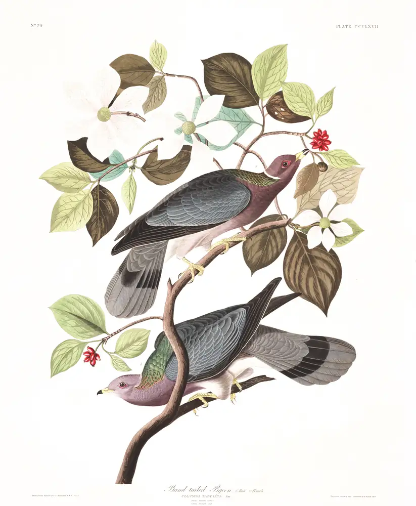 The whole sheet of plate 367, with its engraved caption