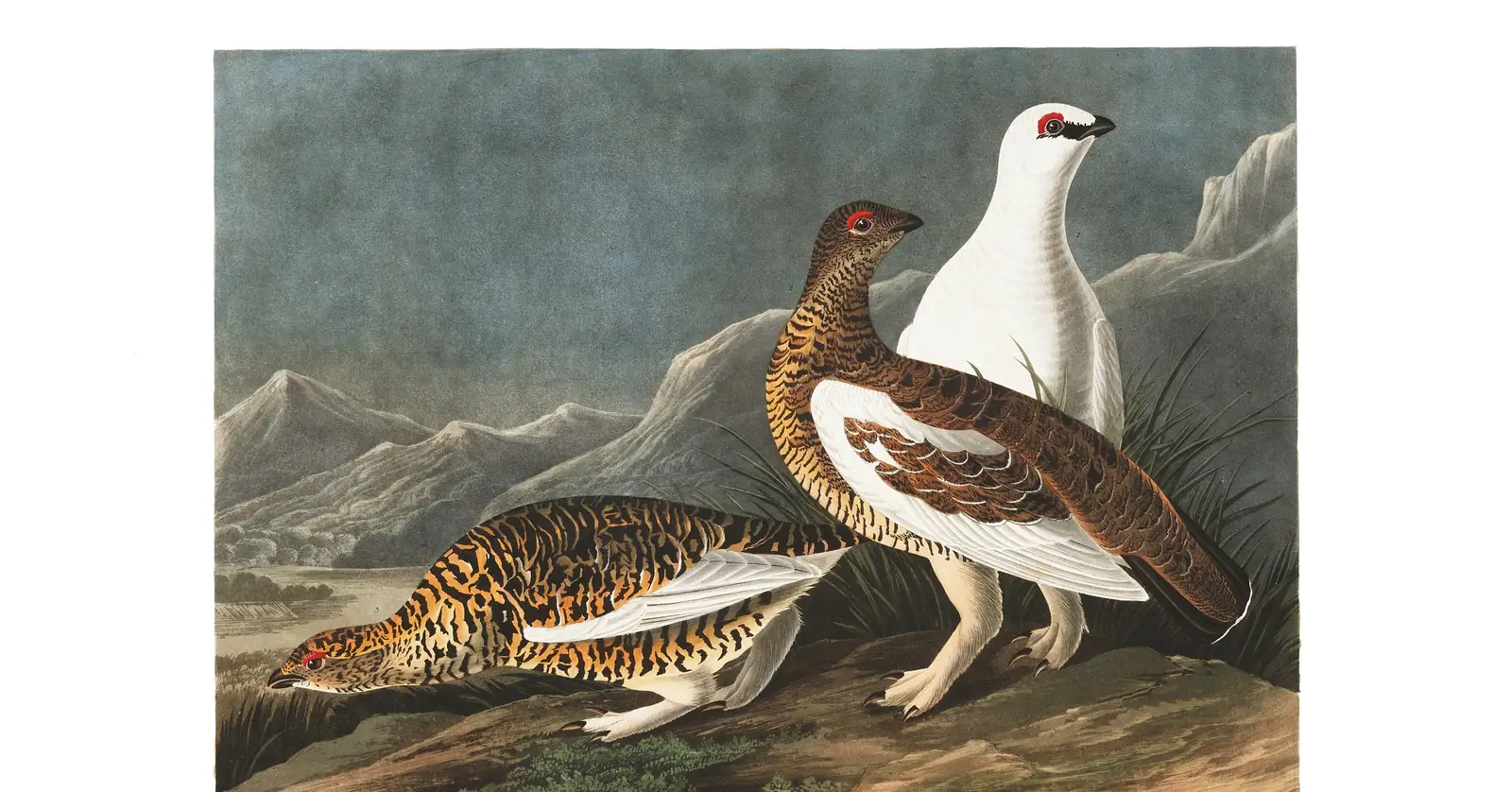 Plate 368 of Audubon's The Birds of America: Rock Ptarmigan (Lagopus muta)