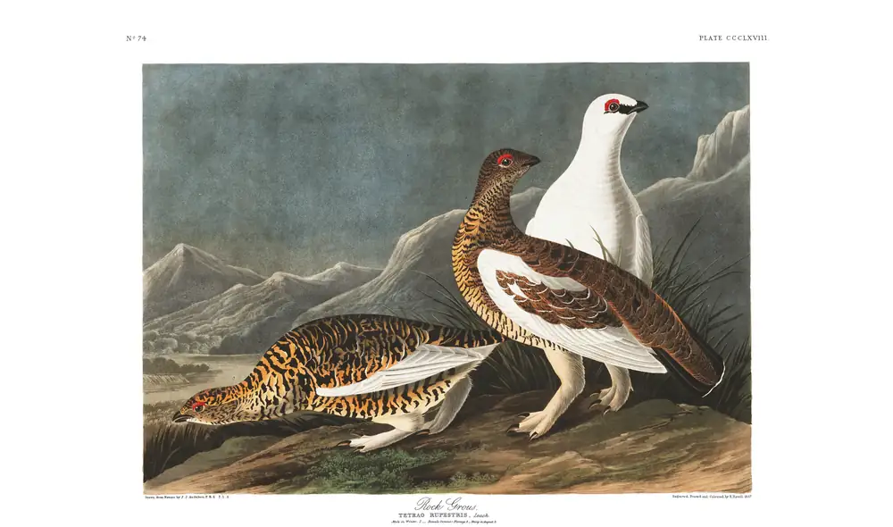 The whole sheet of plate 368, with its engraved caption
