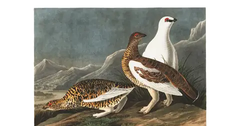 Plate 368 of Audubon's The Birds of America: Rock Ptarmigan (Lagopus muta)