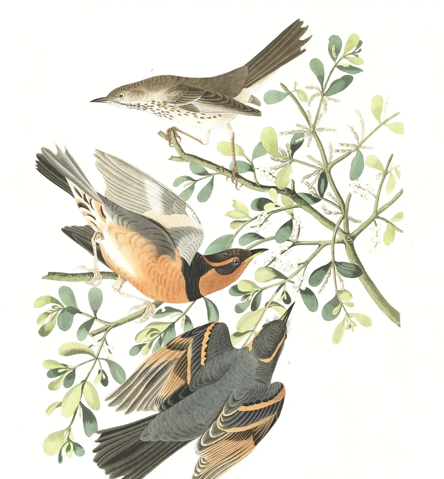 Plate 369 of Audubon's The Birds of America: Sage Thrasher (Oreoscoptes montanus) and Varied Thrush (Ixoreus naevius)
