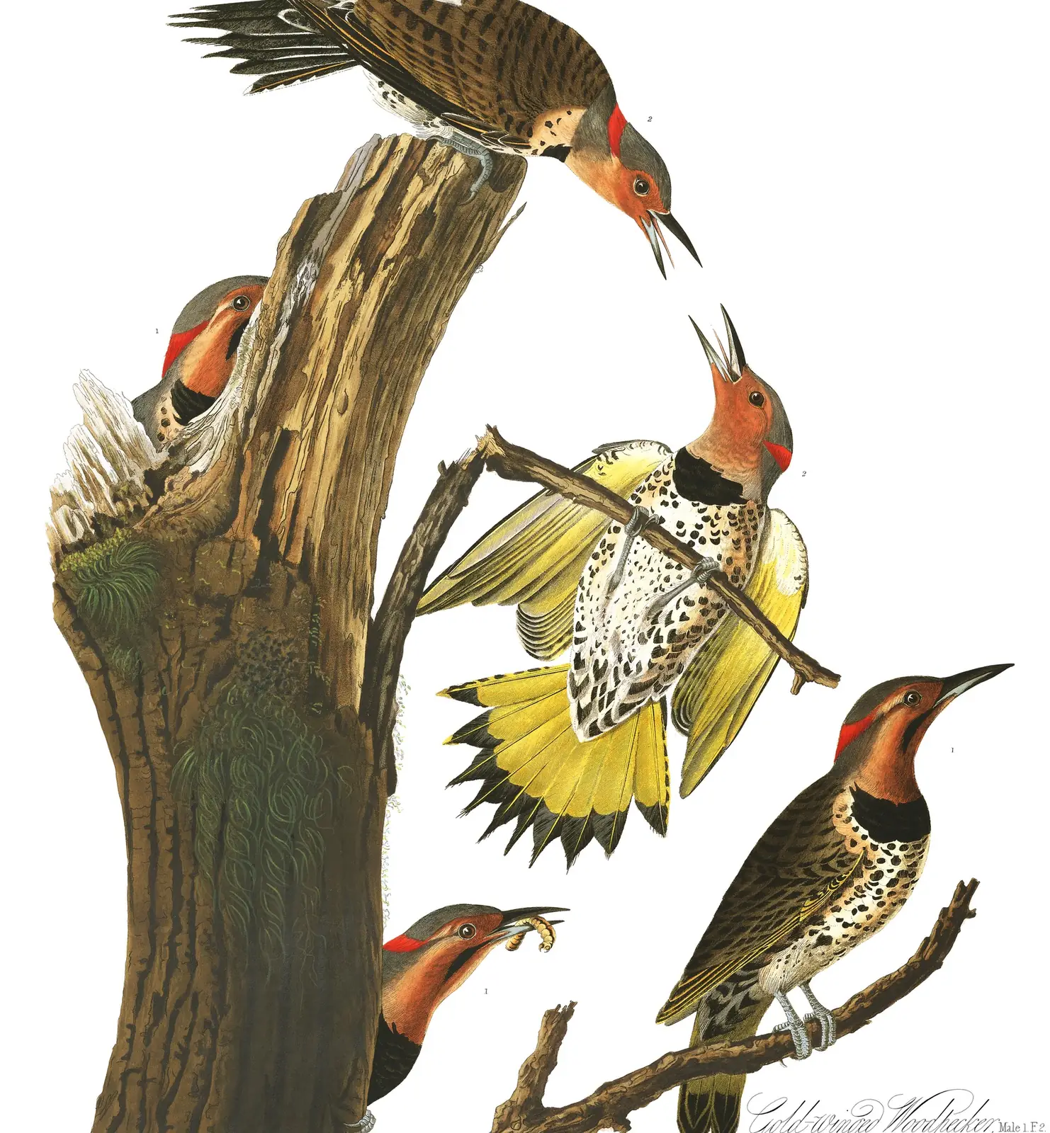 Plate 37 of Audubon's The Birds of America: Northern Flicker (Colaptes auratus)