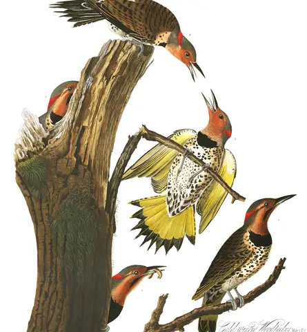 Plate 37 of Audubon's The Birds of America: Northern Flicker (Colaptes auratus)
