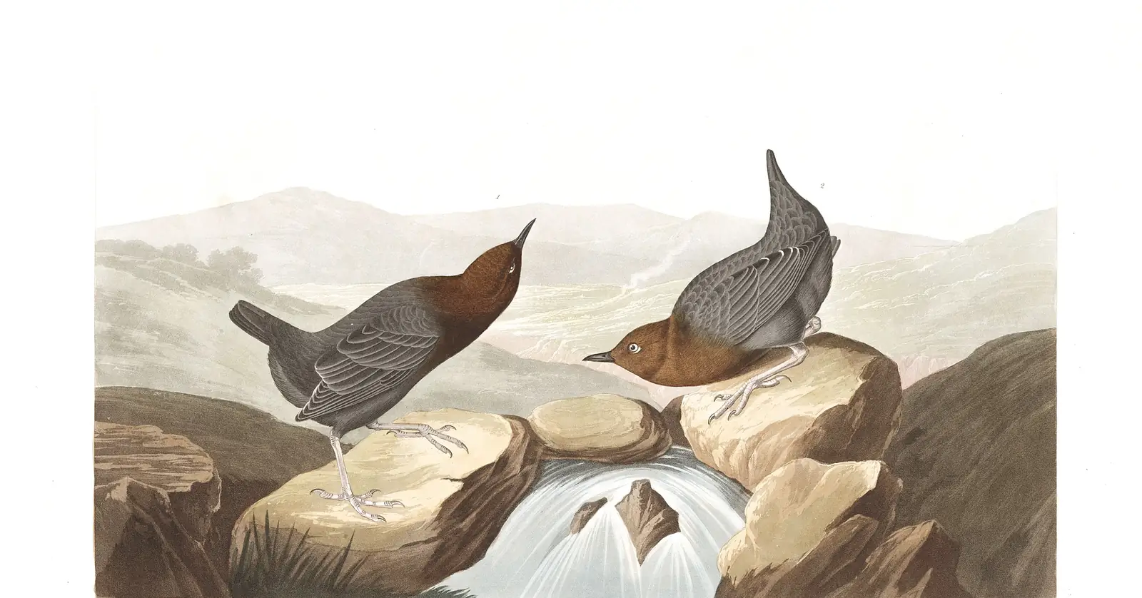 Plate 370 of Audubon's The Birds of America: American Dipper (Cinclus mexicanus)
