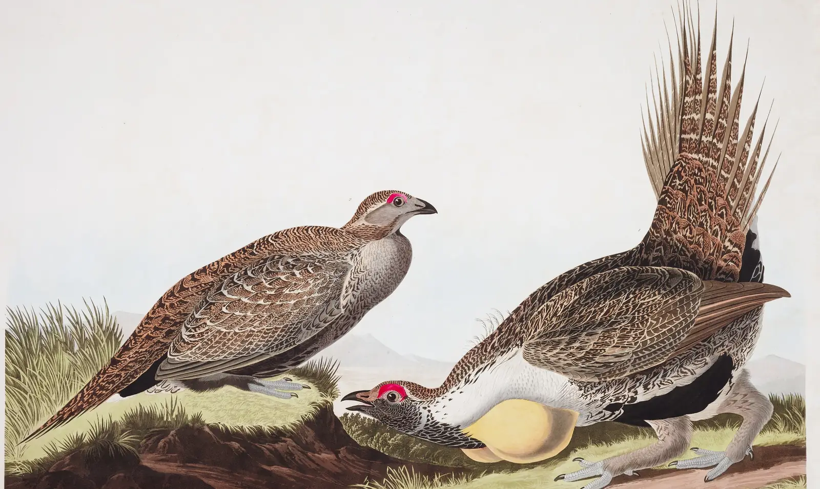 Plate 371 of Audubon's The Birds of America: Greater Sage-Grouse (Centrocercus urophasianus)