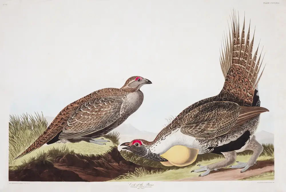 The whole sheet of plate 371, with its engraved caption