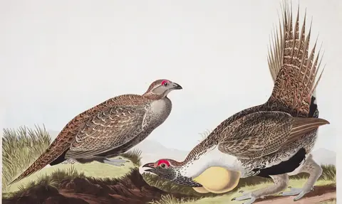 Plate 371 of Audubon's The Birds of America: Greater Sage-Grouse (Centrocercus urophasianus)