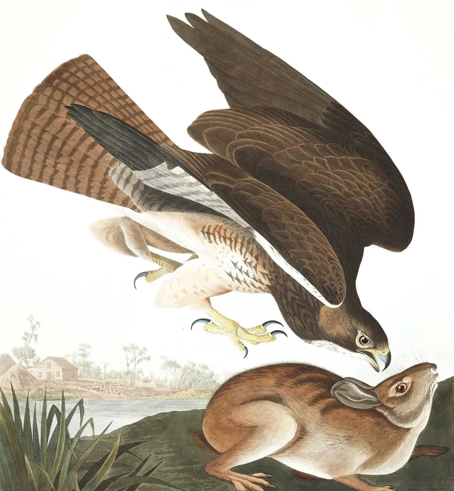 Plate 372 of Audubon's The Birds of America: Swainson's Hawk (Buteo swainsoni)