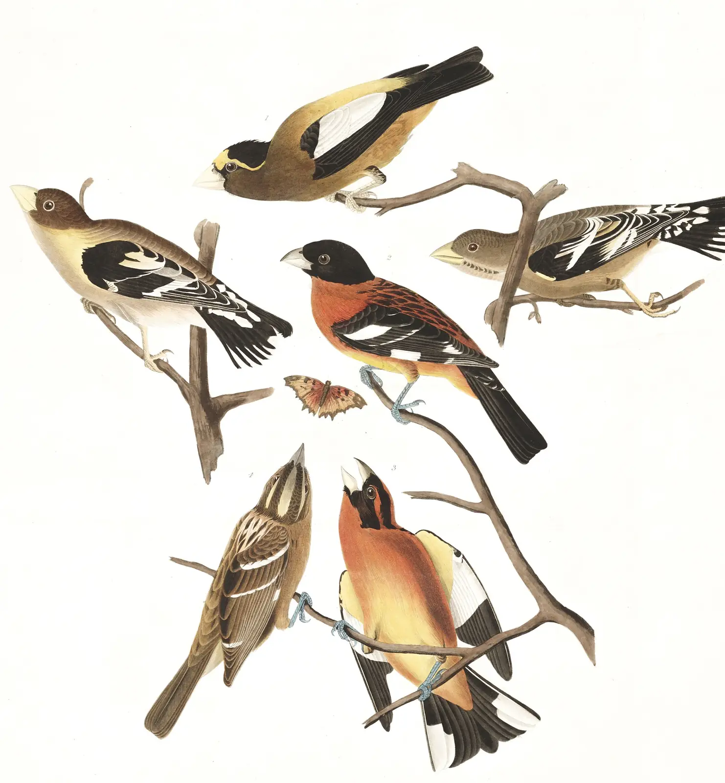 Plate 373 of Audubon's The Birds of America: Black-headed Grosbeak (Pheucticus melanocephalus) and Evening Grosbeak (Hesperiphona vespertina)