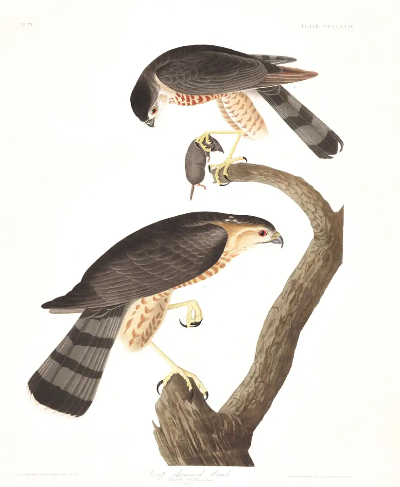 The whole sheet of plate 374, with its engraved caption
