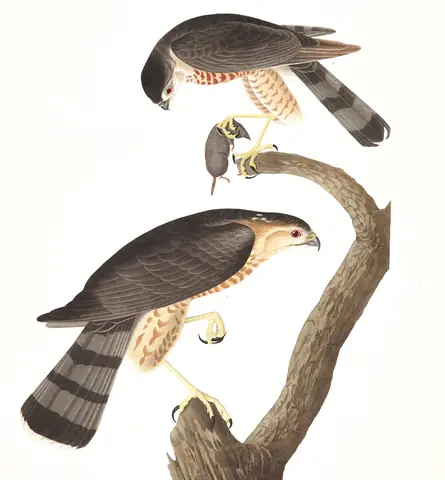 Plate 374 of Audubon's The Birds of America: Sharp-shinned Hawk (Accipiter striatus)