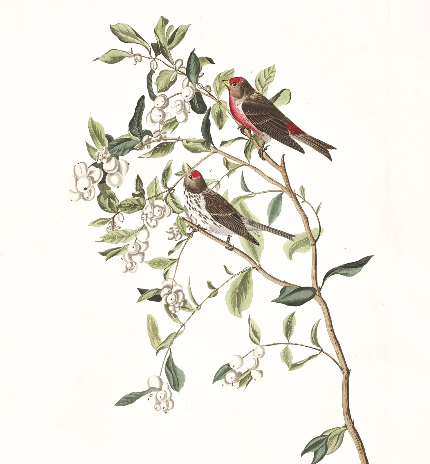 Plate 375 of Audubon's The Birds of America: Redpoll (Acanthis flammea)