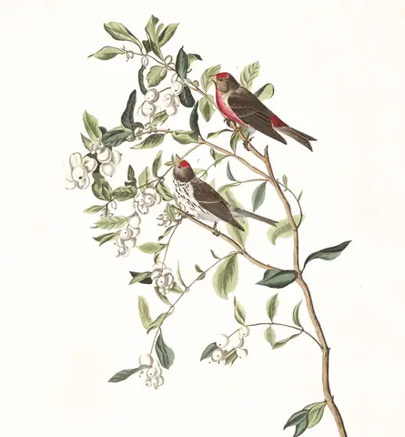 Plate 375 of Audubon's The Birds of America: Redpoll (Acanthis flammea)
