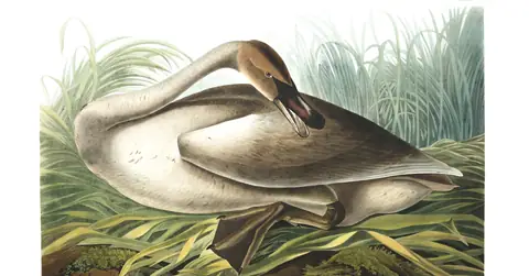Plate 376 of Audubon's The Birds of America: Trumpeter Swan (Cygnus buccinator)