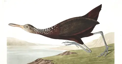 Plate 377 of Audubon's The Birds of America: Limpkin (Aramus guarauna)