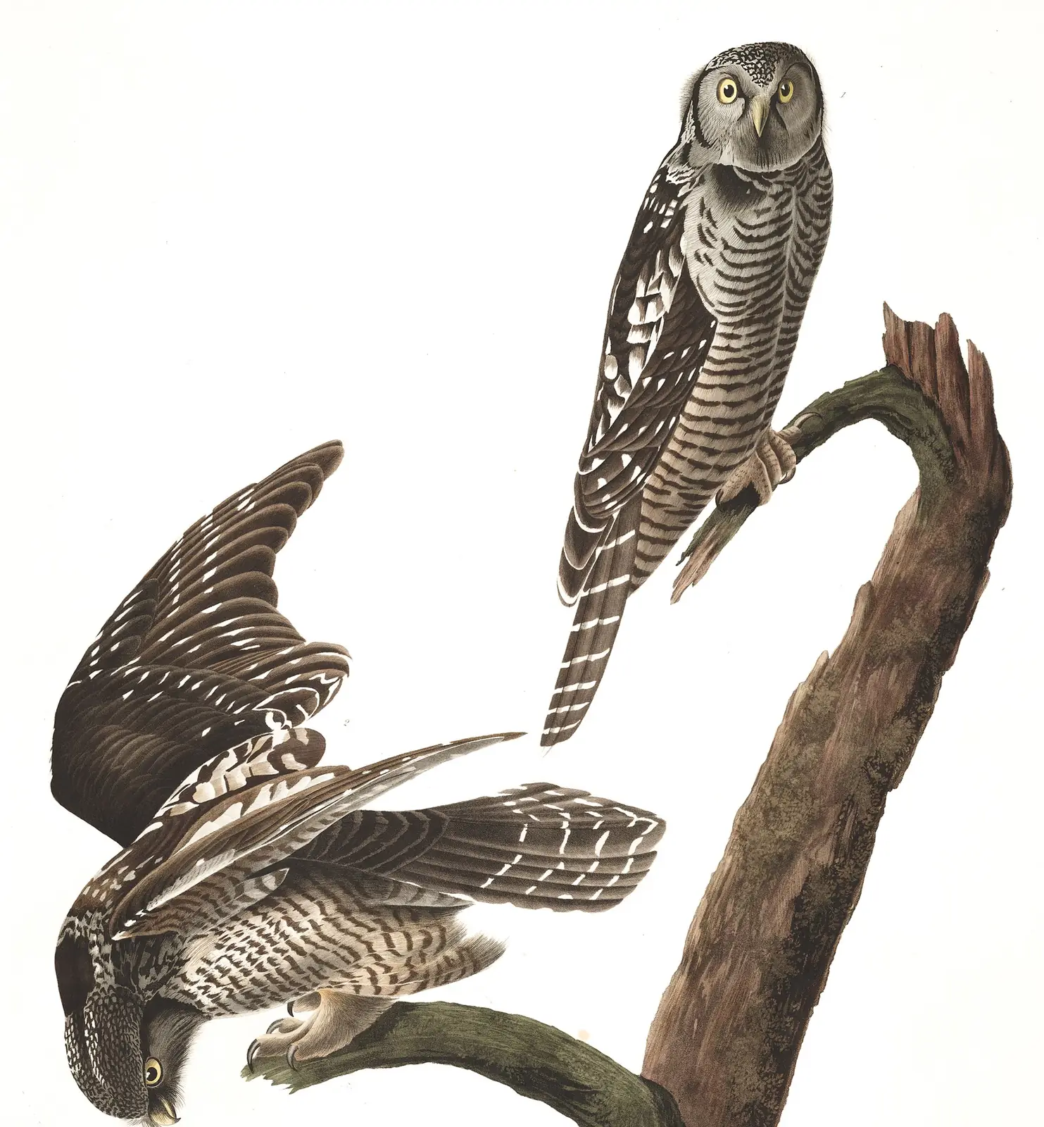 Plate 378 of Audubon's The Birds of America: Northern Hawk Owl (Surnia ulula)