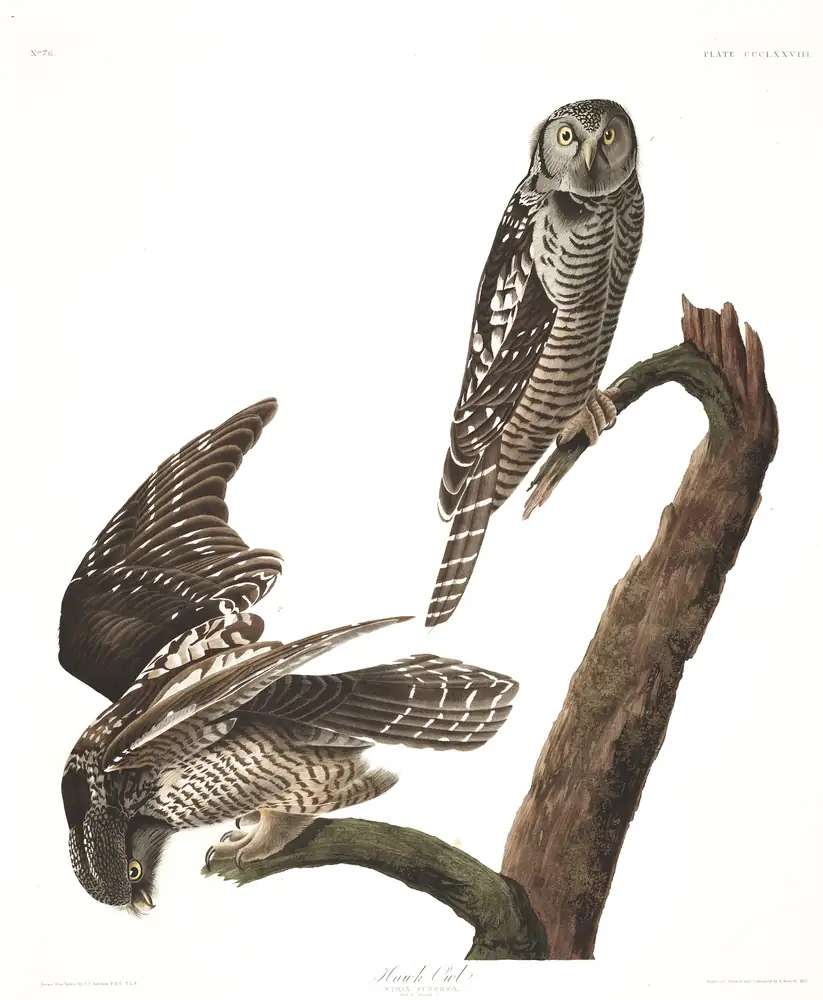 The whole sheet of plate 378, with its engraved caption