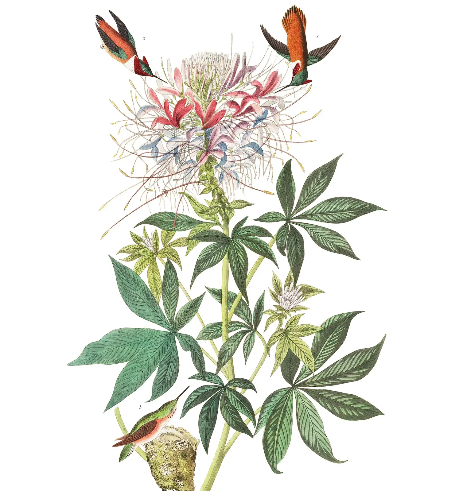 Plate 379 of Audubon's The Birds of America: Rufous Hummingbird (Selasphorus rufus)