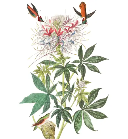 Plate 379 of Audubon's The Birds of America: Rufous Hummingbird (Selasphorus rufus)