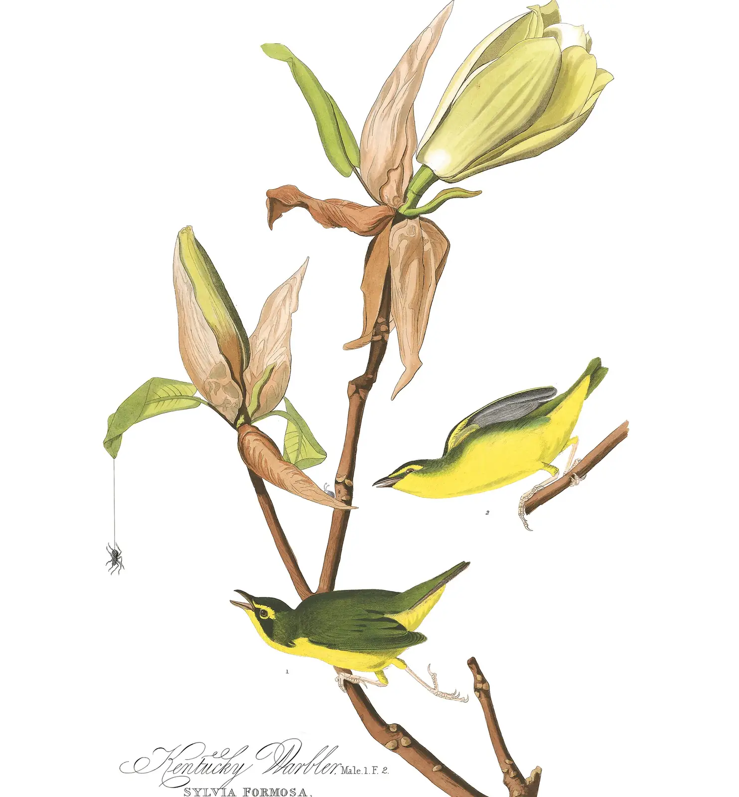 Plate 38 of Audubon's The Birds of America: Kentucky Warbler (Geothlypis formosa)