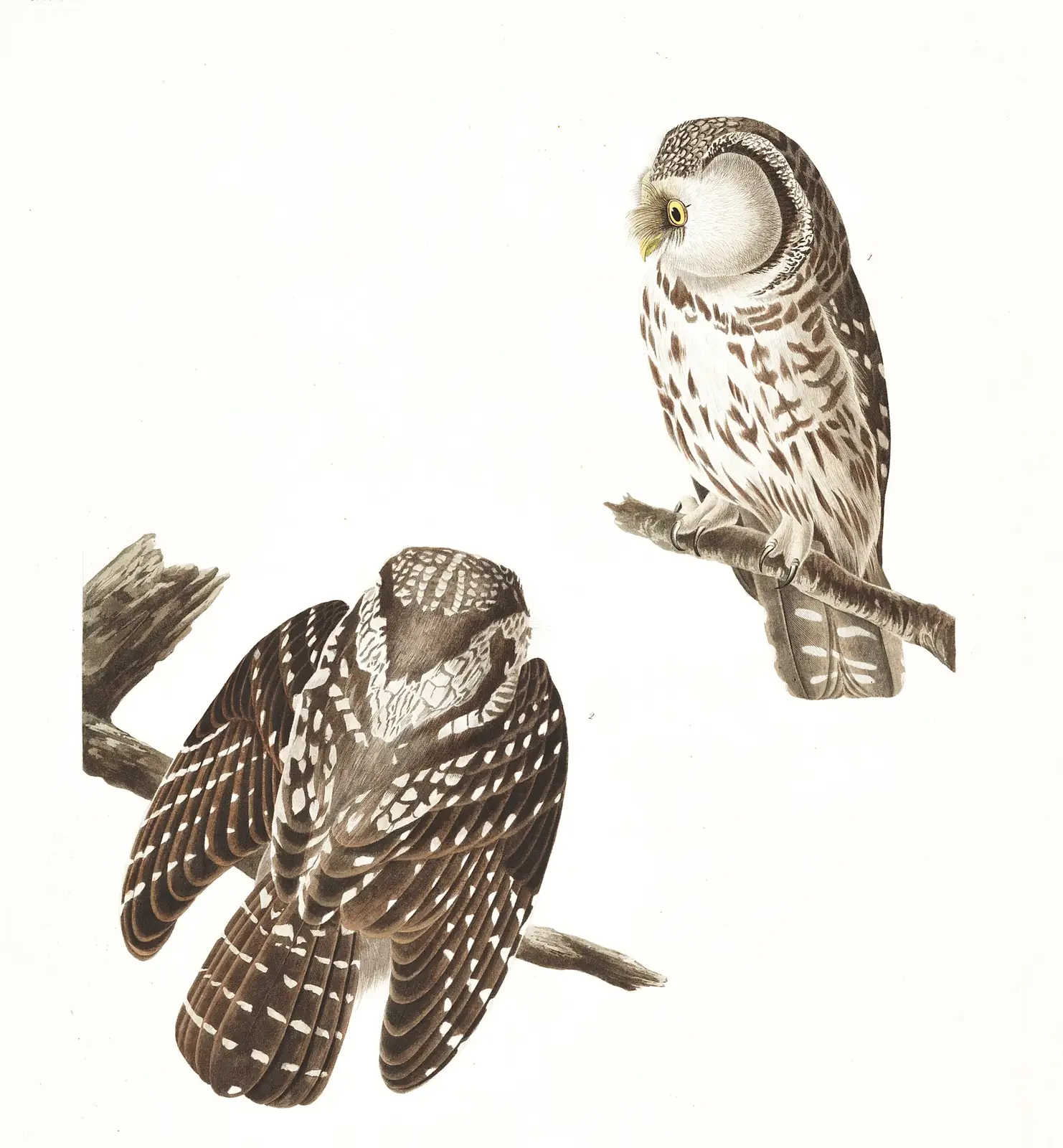 Plate 380 of Audubon's The Birds of America: Boreal Owl (Aegolius funereus)