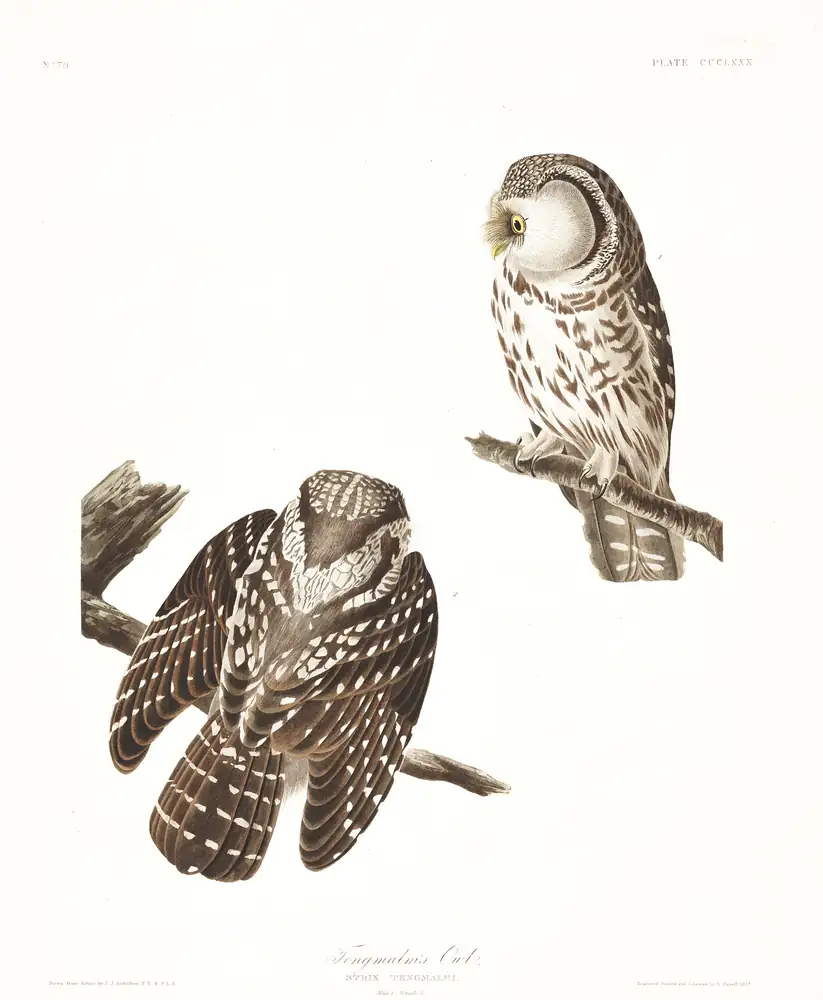 The whole sheet of plate 380, with its engraved caption