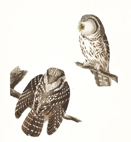 Plate 380 of Audubon's The Birds of America: Boreal Owl (Aegolius funereus)
