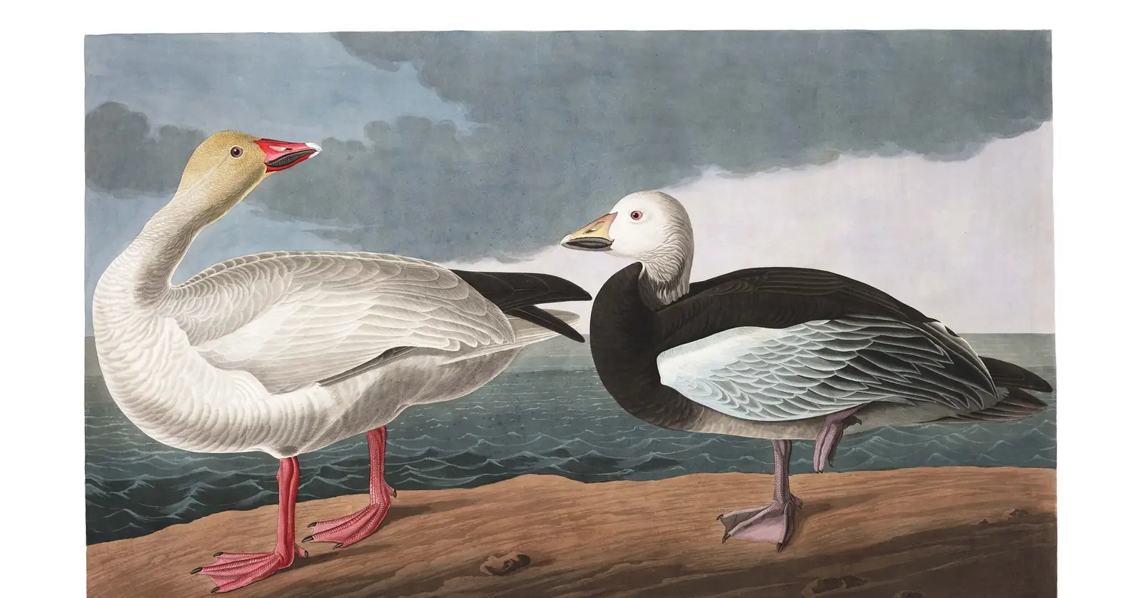 Plate 381 of Audubon's The Birds of America: Snow Goose (Anser caerulescens)