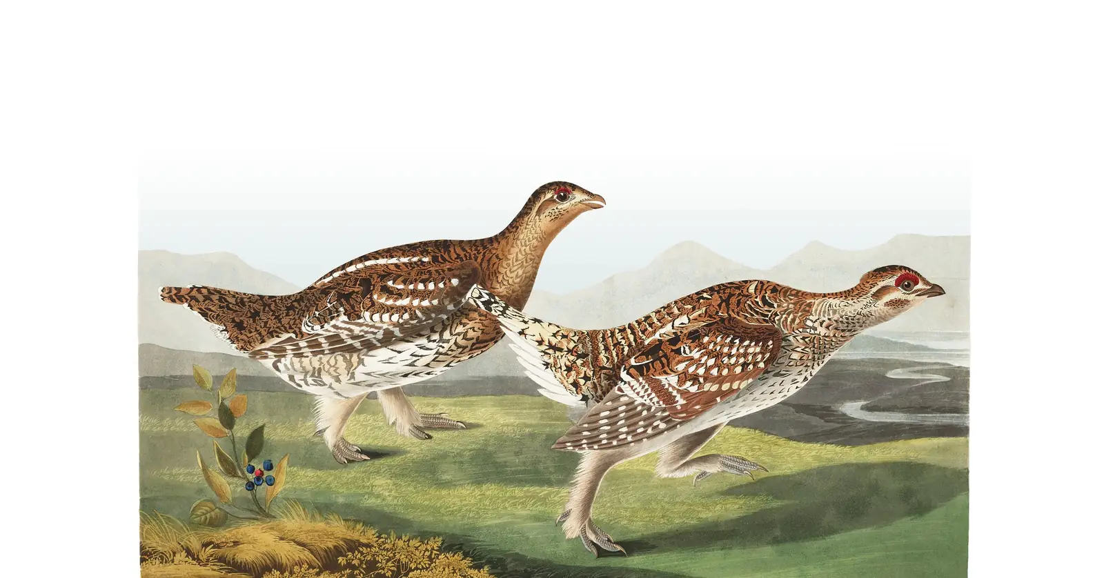 Plate 382 of Audubon's The Birds of America: Sharp-tailed Grouse (Tympanuchus phasianellus)