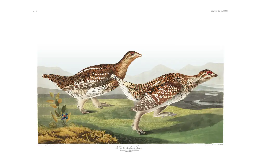 The whole sheet of plate 382, with its engraved caption