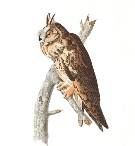 Plate 383 of Audubon's The Birds of America: Long-eared Owl (Asio otus)