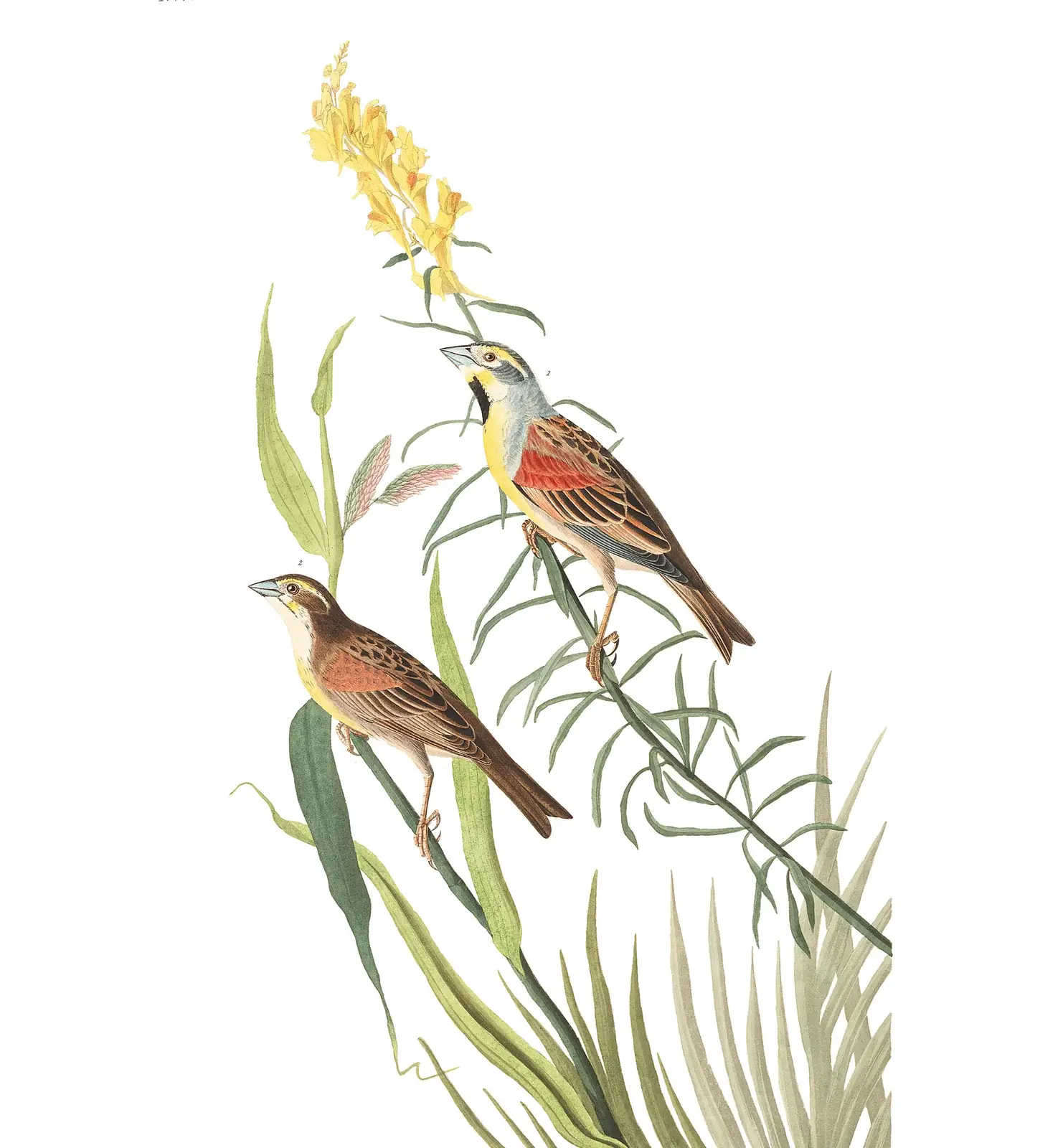 Plate 384 of Audubon's The Birds of America: Dickcissel (Spiza americana)