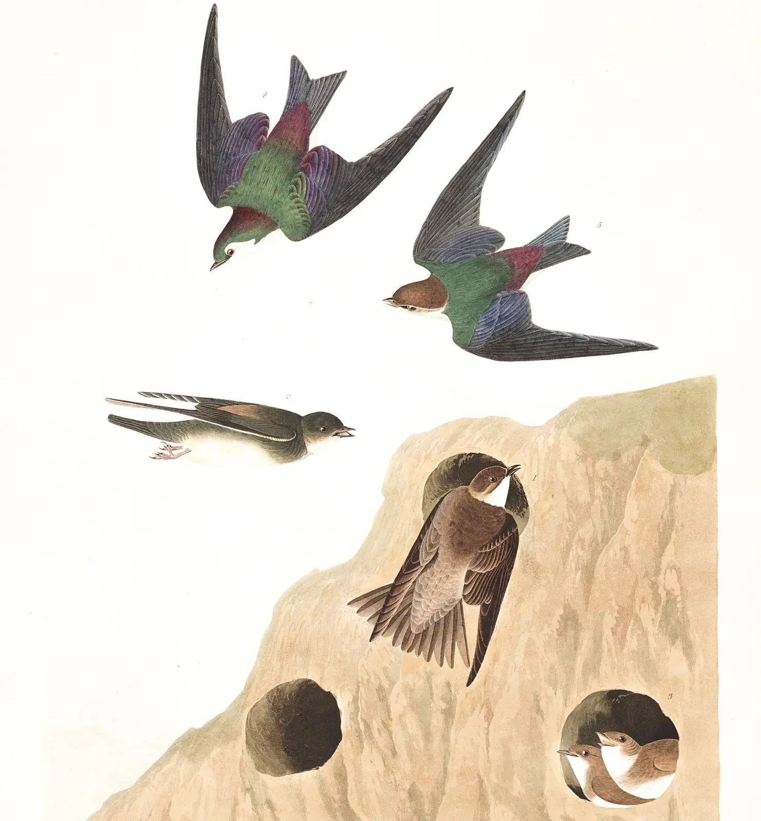 Plate 385 of Audubon's The Birds of America: Violet-green Swallow (Tachycineta thalassina) and Bank Swallow (Riparia riparia)