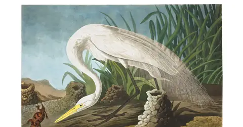 Plate 386 of Audubon's The Birds of America: Great Egret (Ardea alba)