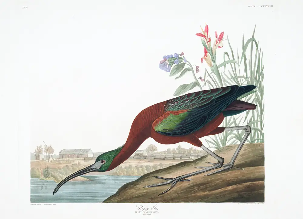 The whole sheet of plate 387, with its engraved caption