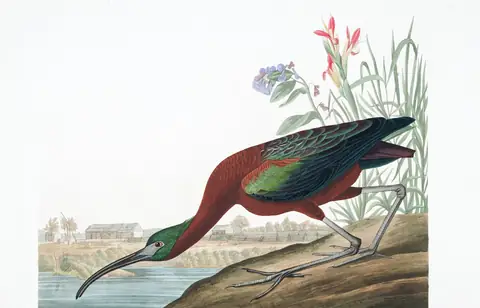 Plate 387 of Audubon's The Birds of America: Glossy Ibis (Plegadis falcinellus)