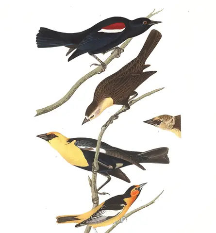 Plate 388 of Audubon's The Birds of America: Bullock's Oriole (Icterus bullockii), Tricolored Blackbird (Agelaius tricolor) and Yellow-headed Blackbird (Xanthocephalus xanthocephalus)